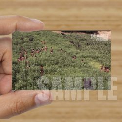 Single - Planet of the Apes Storyboard Card #41
