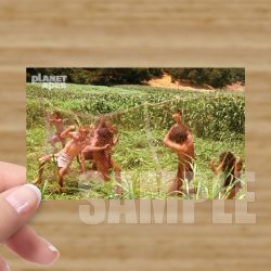 Single - Planet of the Apes Storyboard Card #47